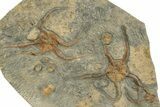 Plate With Two Fossil Brittle Stars (Ophiura) - Morocco #233039-3